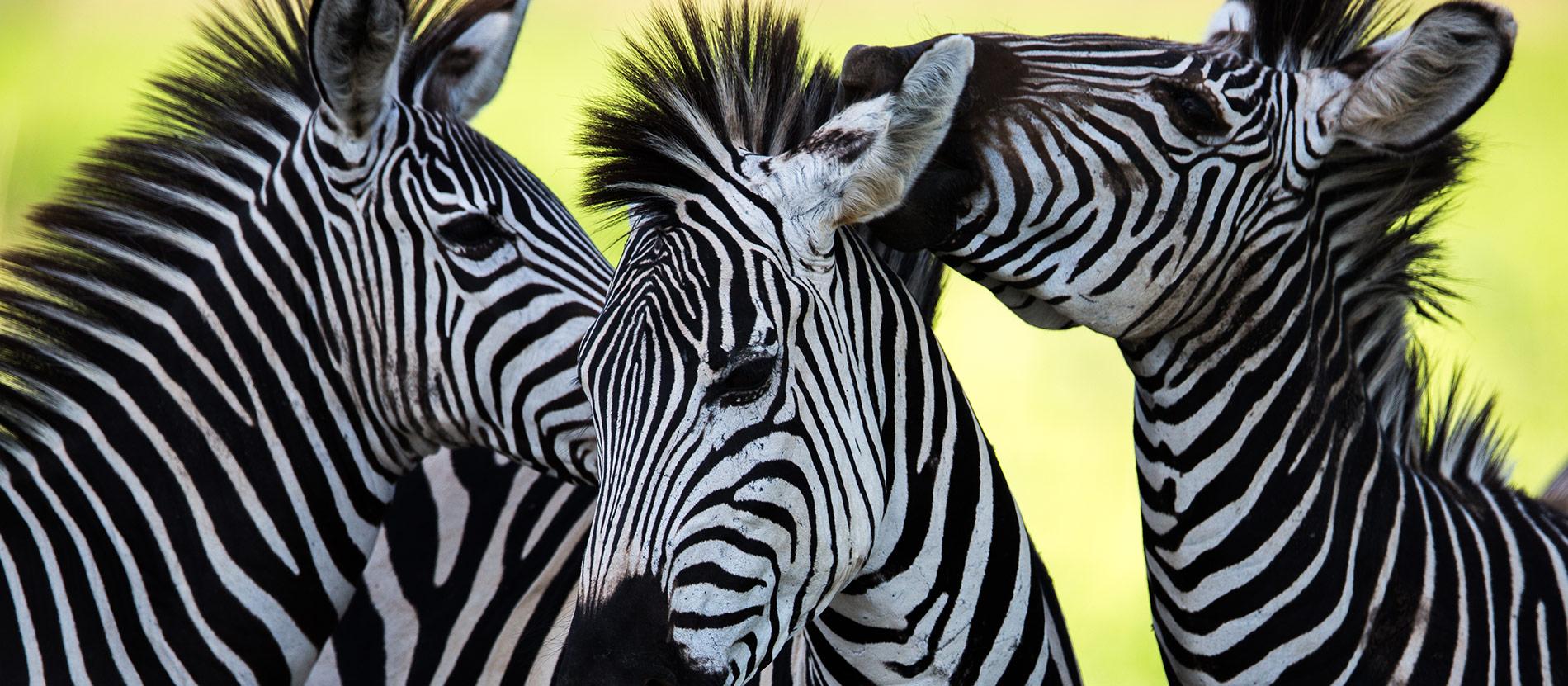 Safari in Kenya & Tanzania