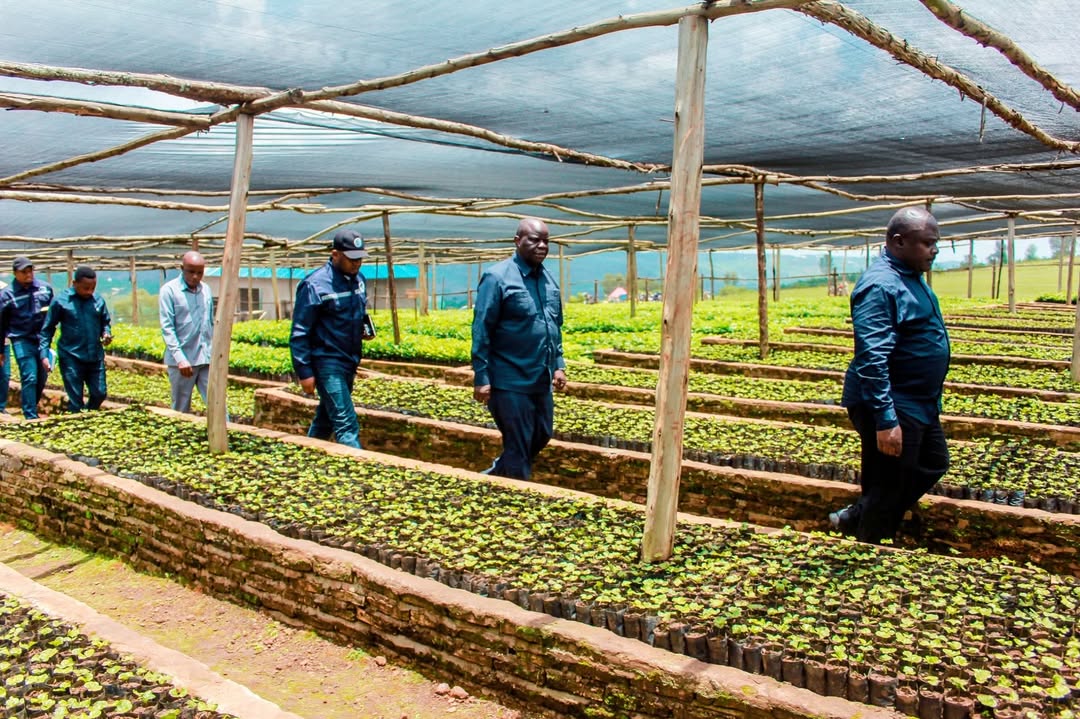 Tanzania eyes 2bn/- annual revenue from carbon trading