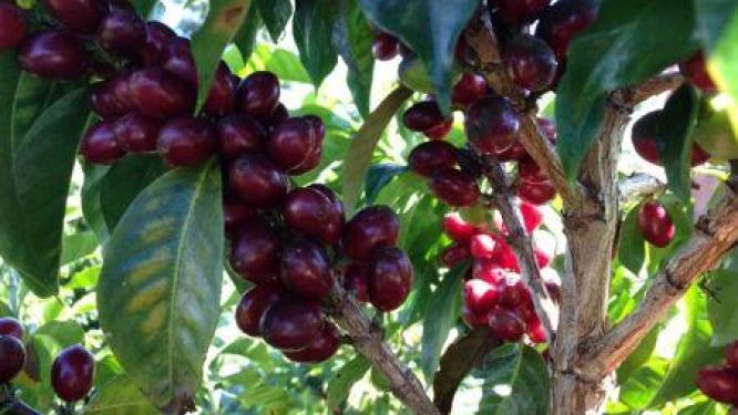 Tanzania&rsquo;s Coffee Industry Targets Another Record Harvest in 2026-27
